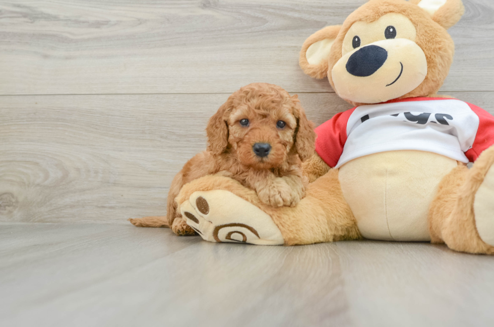 5 week old Cavapoo Puppy For Sale - Pilesgrove Pups