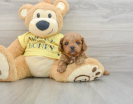 8 week old Cavapoo Puppy For Sale - Pilesgrove Pups