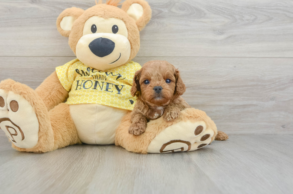 7 week old Cavapoo Puppy For Sale - Pilesgrove Pups