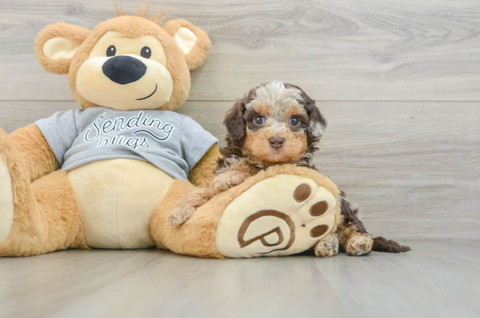 6 week old Cavapoo Puppy For Sale - Pilesgrove Pups