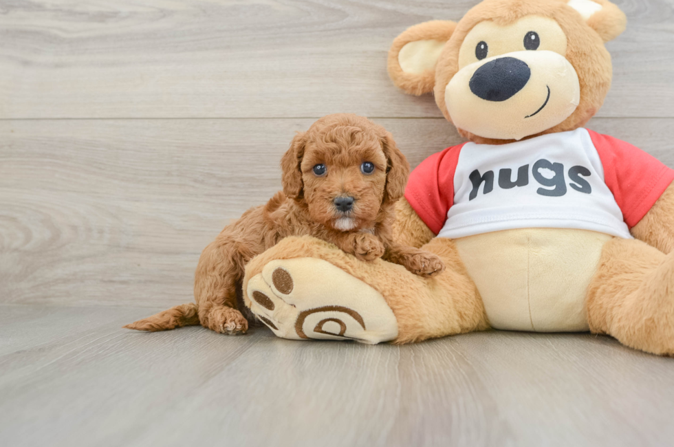 6 week old Cavapoo Puppy For Sale - Pilesgrove Pups