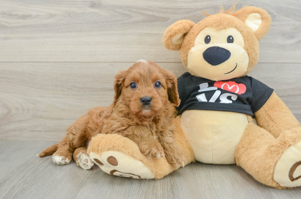 7 week old Cavapoo Puppy For Sale - Pilesgrove Pups