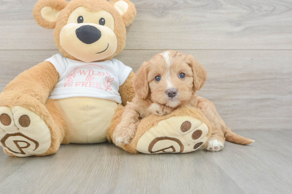 6 week old Cavapoo Puppy For Sale - Pilesgrove Pups