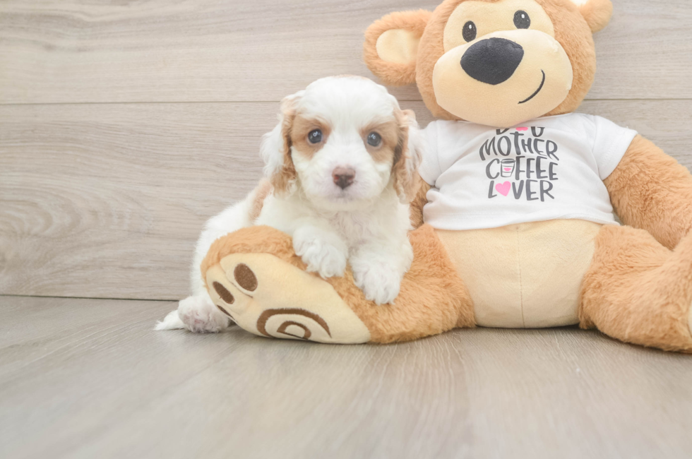 7 week old Cavapoo Puppy For Sale - Pilesgrove Pups