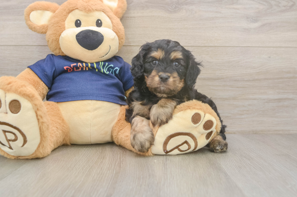 5 week old Cavapoo Puppy For Sale - Pilesgrove Pups