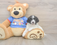 7 week old Cavapoo Puppy For Sale - Pilesgrove Pups