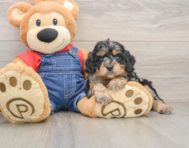 9 week old Cavapoo Puppy For Sale - Pilesgrove Pups