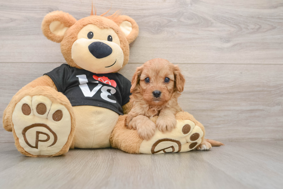 Cavapoo Puppy for Adoption