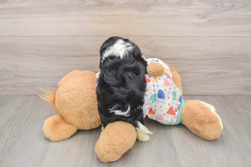Best Cavapoo Baby