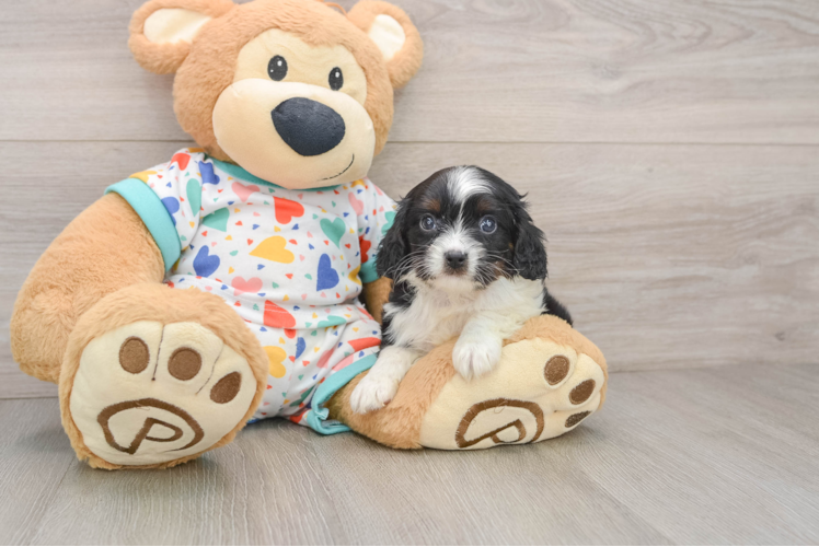 Cavapoo Puppy for Adoption