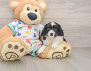 7 week old Cavapoo Puppy For Sale - Pilesgrove Pups