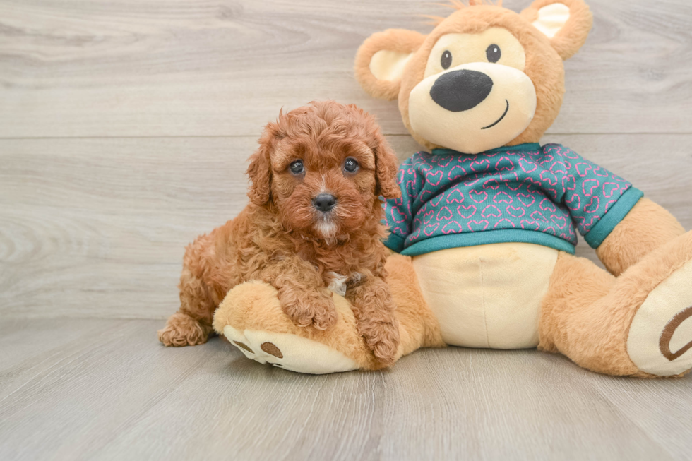 Small Cavapoo Baby