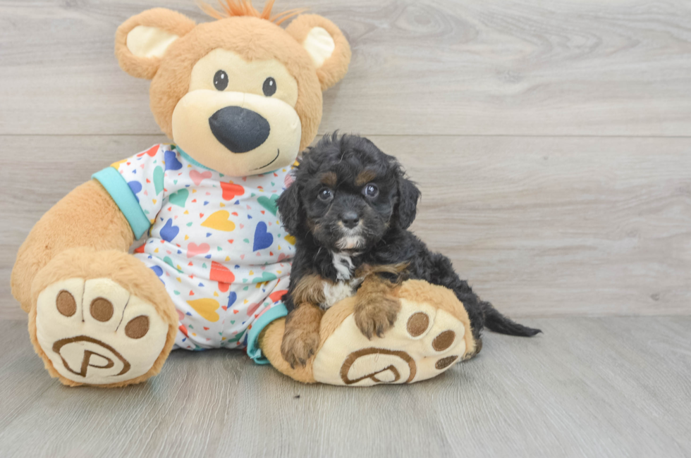 6 week old Cavapoo Puppy For Sale - Pilesgrove Pups