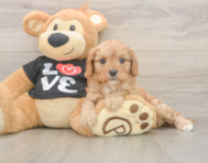 7 week old Cavapoo Puppy For Sale - Pilesgrove Pups
