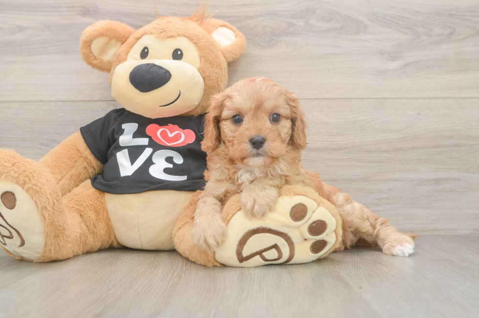 5 week old Cavapoo Puppy For Sale - Pilesgrove Pups