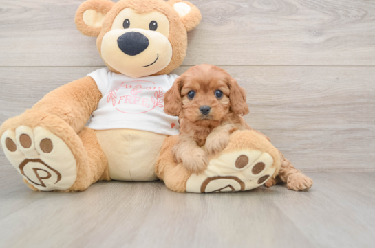 Little Cavipoo Poodle Mix Puppy