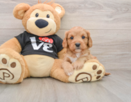 7 week old Cavapoo Puppy For Sale - Pilesgrove Pups