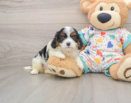 8 week old Cavapoo Puppy For Sale - Pilesgrove Pups