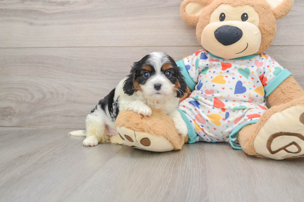 Cavapoo Pup Being Cute