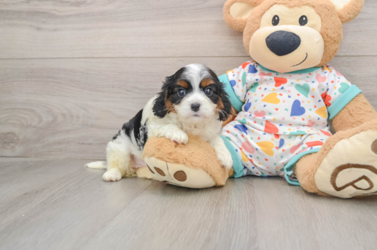 Cavapoo Pup Being Cute