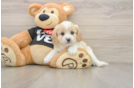 Sweet Cavapoo Baby