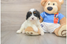 Fluffy Cavapoo Poodle Mix Pup