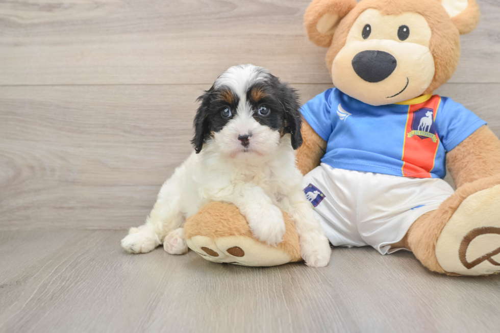 Fluffy Cavapoo Poodle Mix Pup