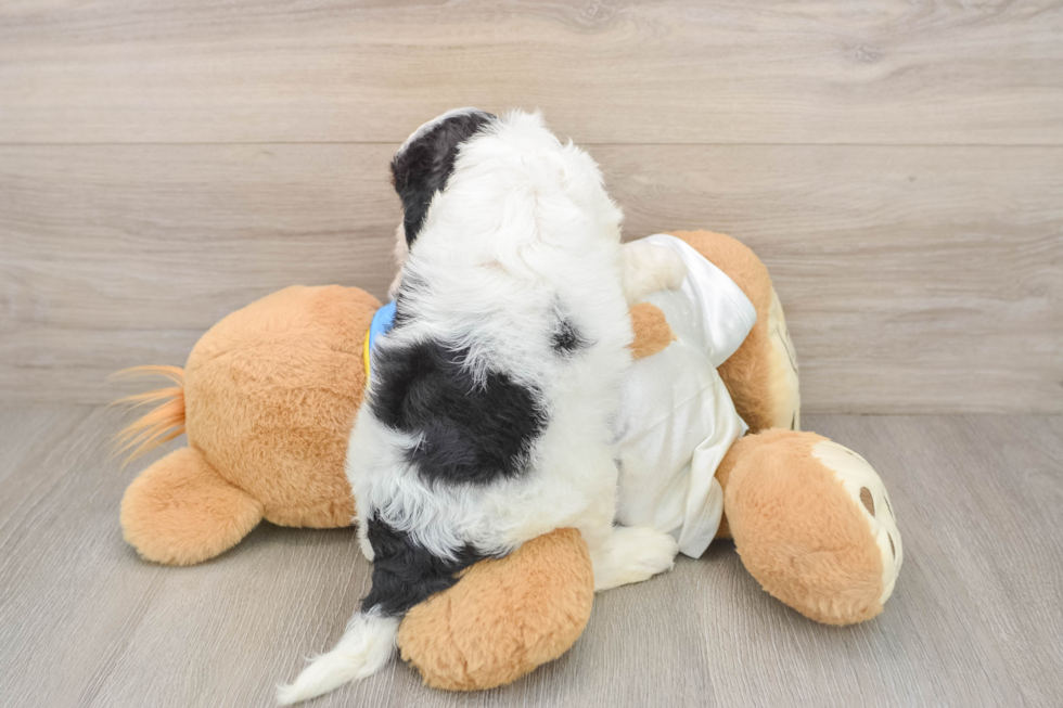 Cavapoo Pup Being Cute