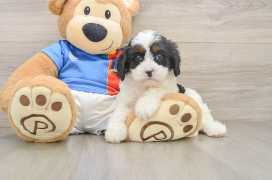 Playful Cavapoodle Poodle Mix Puppy