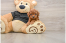 Best Cavapoo Baby