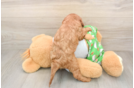 Cavapoo Puppy for Adoption
