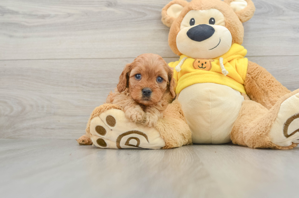 6 week old Cavapoo Puppy For Sale - Pilesgrove Pups