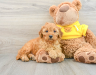 9 week old Cavapoo Puppy For Sale - Pilesgrove Pups