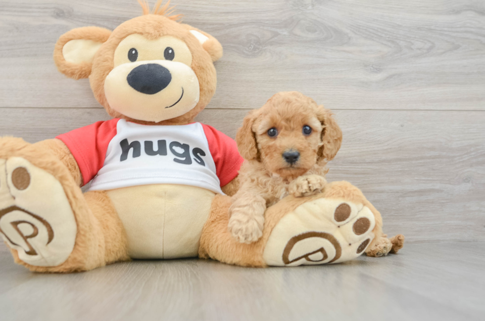 6 week old Cavapoo Puppy For Sale - Pilesgrove Pups