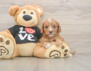 7 week old Cavapoo Puppy For Sale - Pilesgrove Pups