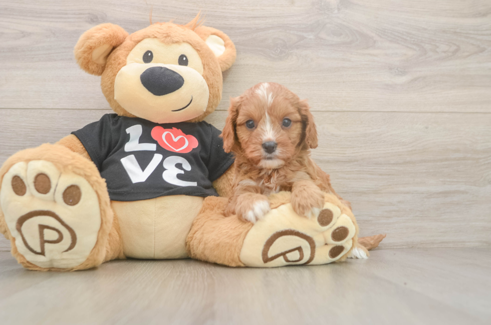 5 week old Cavapoo Puppy For Sale - Pilesgrove Pups