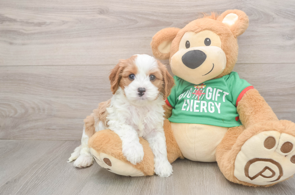 5 week old Cavapoo Puppy For Sale - Pilesgrove Pups