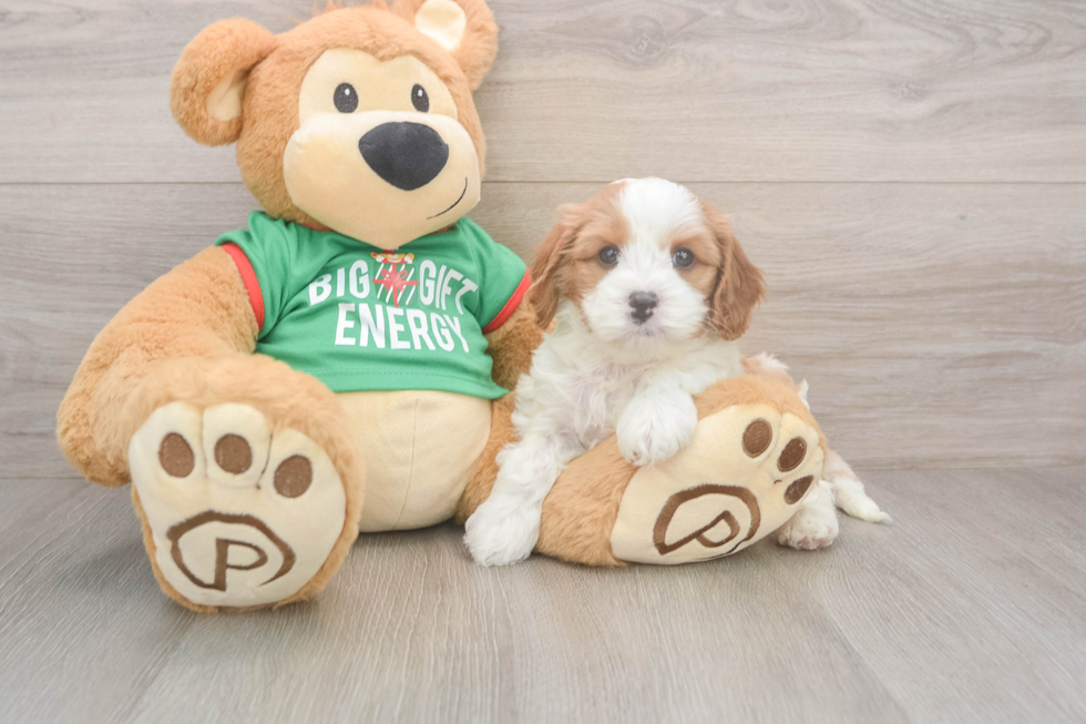 Cavapoo Pup Being Cute