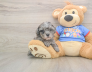 7 week old Cavapoo Puppy For Sale - Pilesgrove Pups