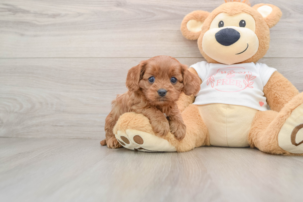 Cavapoo Pup Being Cute