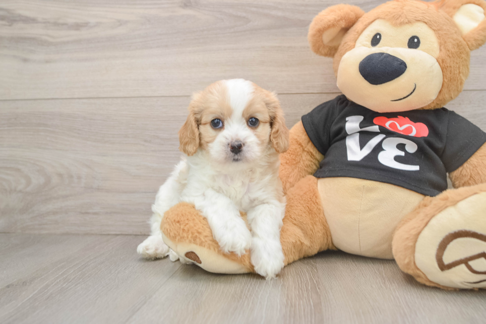 Cavapoo Pup Being Cute