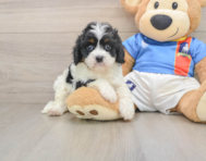 7 week old Cavapoo Puppy For Sale - Pilesgrove Pups
