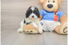 Cavapoo Pup Being Cute