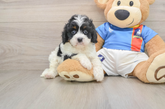 Cavapoo Pup Being Cute