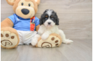 Friendly Cavapoo Baby