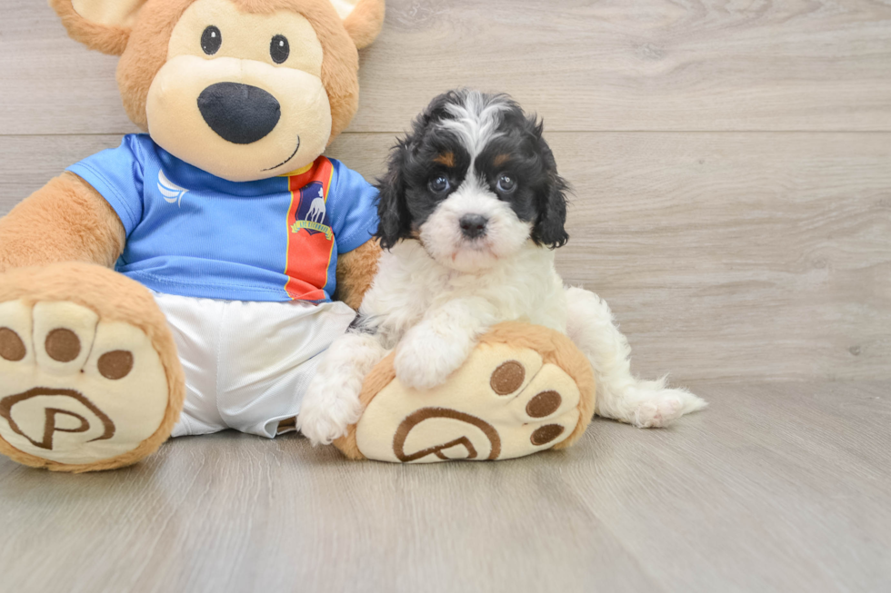 Friendly Cavapoo Baby