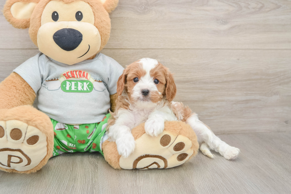 Best Cavapoo Baby
