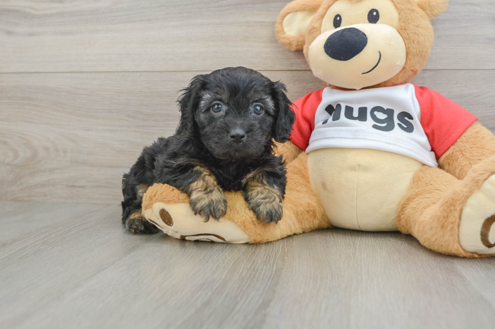 Playful Cavapoodle Poodle Mix Puppy
