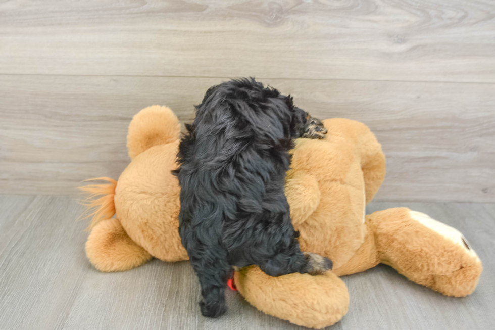 Friendly Cavapoo Baby