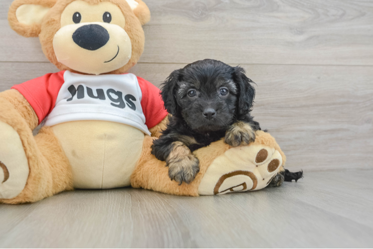 Adorable Cavalier King Charles Spaniel and Poodle Mix Poodle Mix Puppy